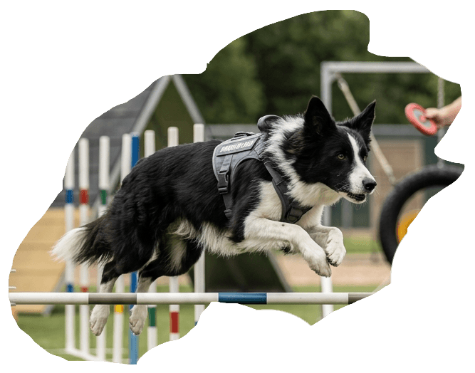 A Border Collie leaping an agility jump in a working harness — a working and sport dog meal plan client of The Holistic Canine