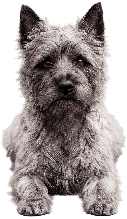 A Cairn Terrier standing alertly — a raw food meal plan client of The Holistic Canine
