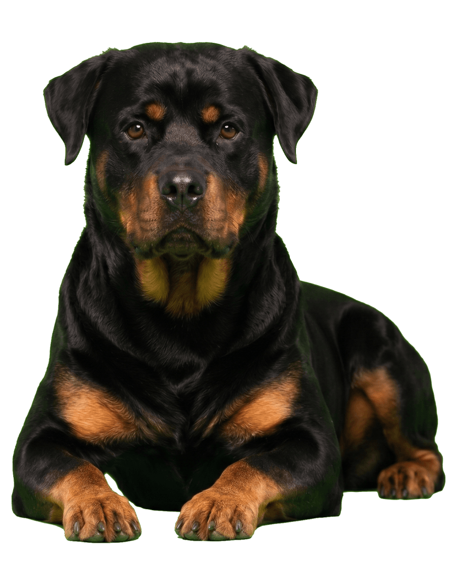 A Rottweiler resting calmly — a clinical nutrition client of The Holistic Canine