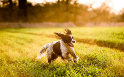 Naturopathic Care for Canines