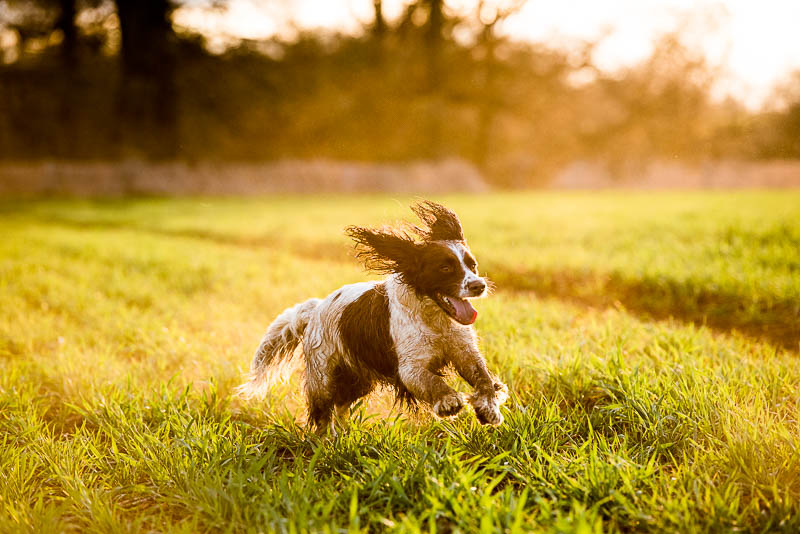 Naturopathic Care for Canines