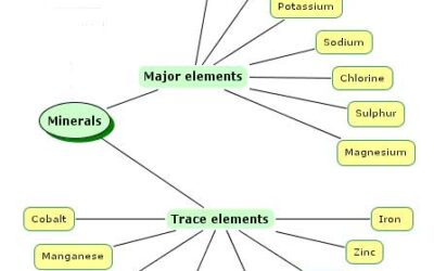 Nutrient Requirements for the Cultivation of  Optimal Health in Dogs and Puppies