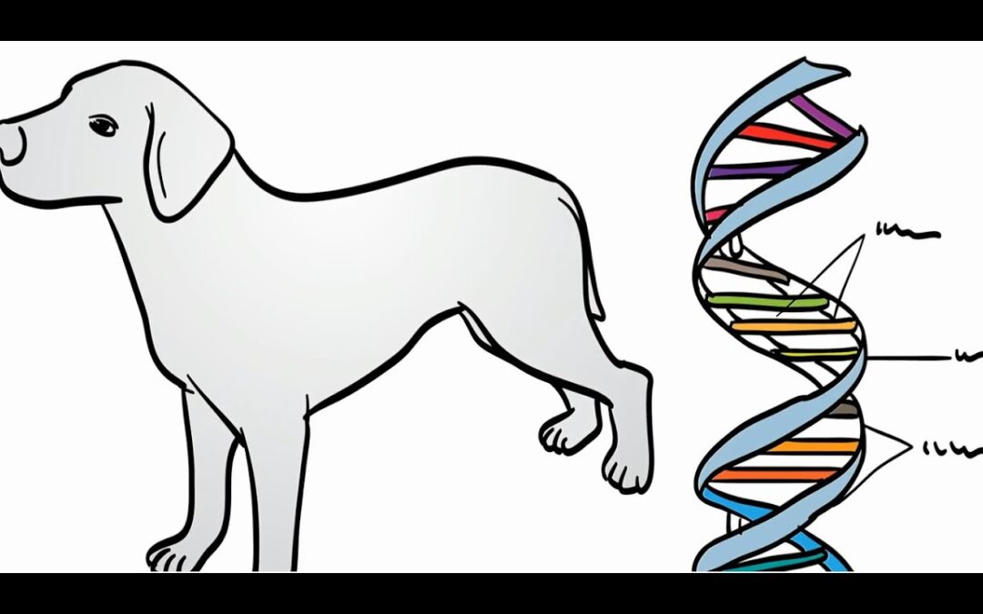 Cellular Methylation: Canine Health