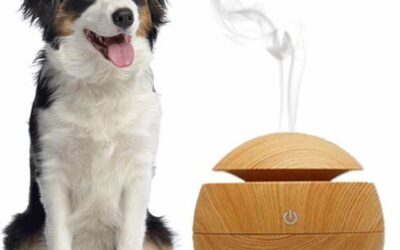 Essential Oils for Canines